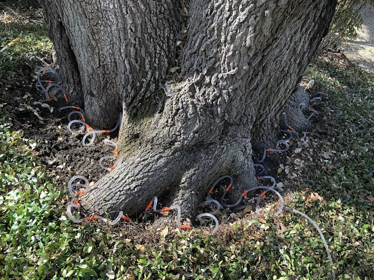 Detailed Tree Cabling and Bracing job site in Mcbh Kaneohe Bay