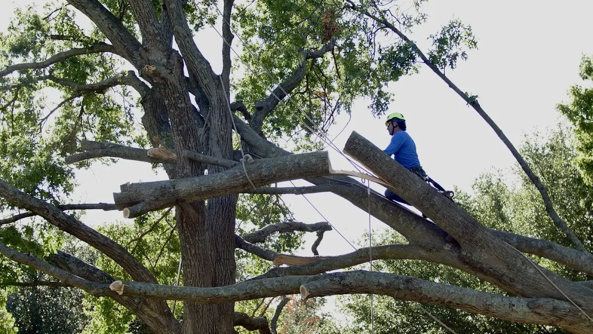 Professional Crown Thinning performed by certified arborists in Mcbh Kaneohe Bay